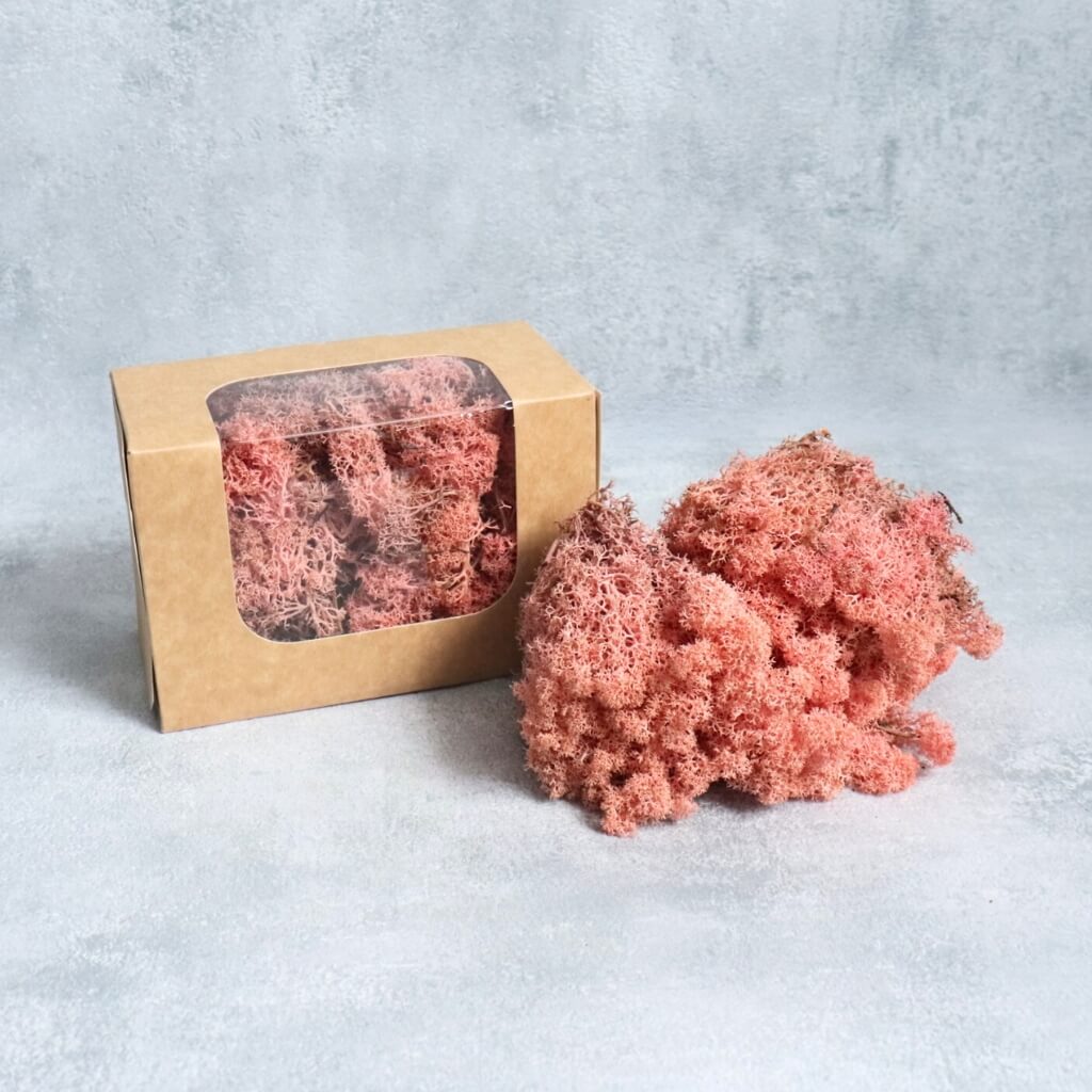 Stabilizovaný islandský mech starorůžový dekorace